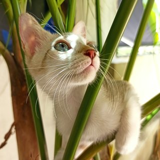 Husky - Domestic Medium Hair Cat