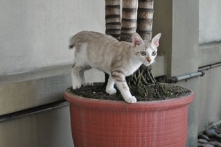 Husky - Domestic Medium Hair Cat