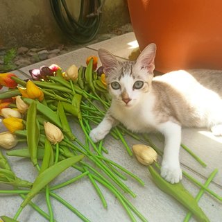 Husky - Domestic Medium Hair Cat