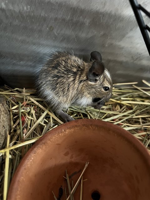 Degu - Degu Small & Furry