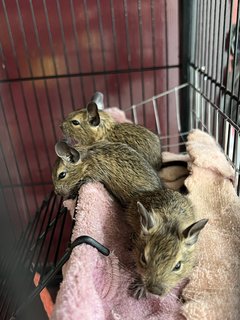 Degu - Degu Small & Furry