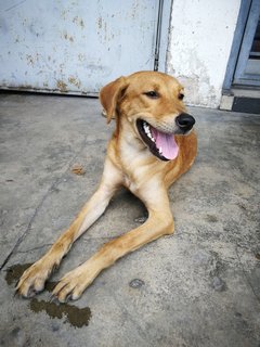 Girl - Mixed Breed Dog