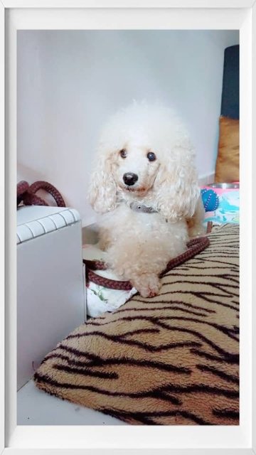 Sassy - Poodle Dog