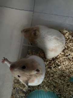 Hammy Family - Common Hamster Hamster