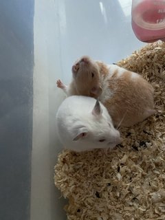 Hammy Family - Common Hamster Hamster