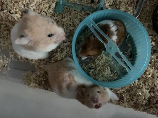 Hammy Family - Common Hamster Hamster