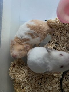 Hammy Family - Common Hamster Hamster