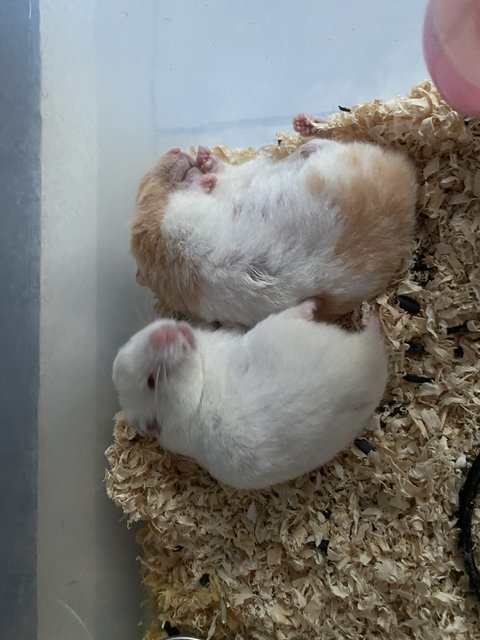 Hammy Family - Common Hamster Hamster