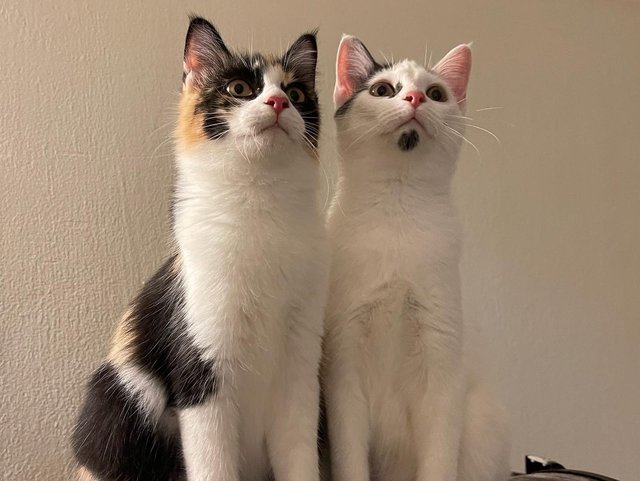 Tootsie &amp; Chupa Chups - Domestic Medium Hair Cat