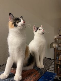 Tootsie &amp; Chupa Chups - Domestic Medium Hair Cat