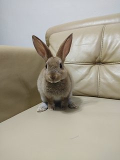 Brownie - Mini Rex Rabbit