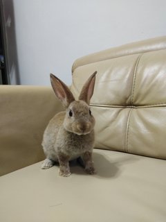 Brownie - Mini Rex Rabbit