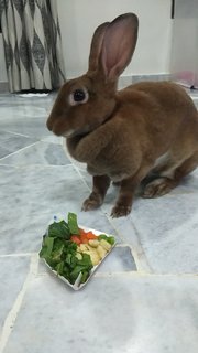 Brownie - Mini Rex Rabbit