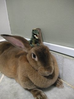 Brownie - Mini Rex Rabbit