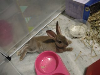 Brownie - Mini Rex Rabbit