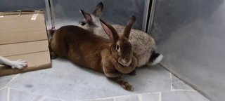 Brownie - Mini Rex Rabbit