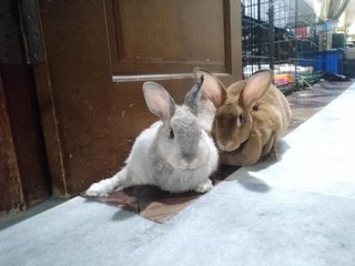 Brownie - Mini Rex Rabbit