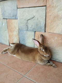 Brownie - Mini Rex Rabbit