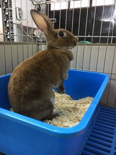 Brownie - Mini Rex Rabbit