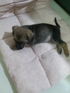 4 Female  Puppies  - Mixed Breed Dog