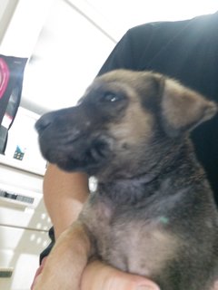 4 Female  Puppies  - Mixed Breed Dog