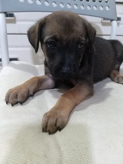 4 Female  Puppies  - Mixed Breed Dog