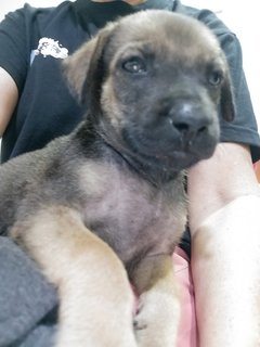 4 Female  Puppies  - Mixed Breed Dog