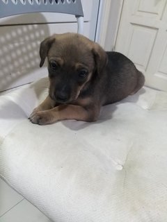 4 Female  Puppies  - Mixed Breed Dog