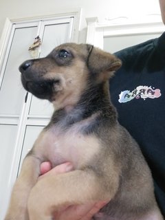 4 Female  Puppies  - Mixed Breed Dog