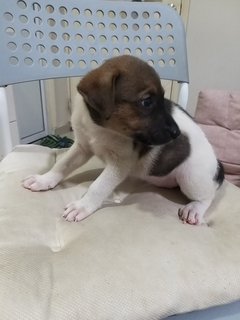 4 Female  Puppies  - Mixed Breed Dog