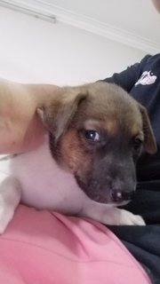 4 Female  Puppies  - Mixed Breed Dog