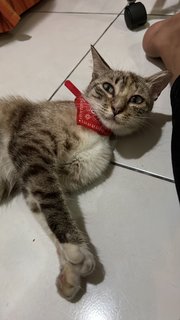 Si Kenit - Domestic Short Hair Cat