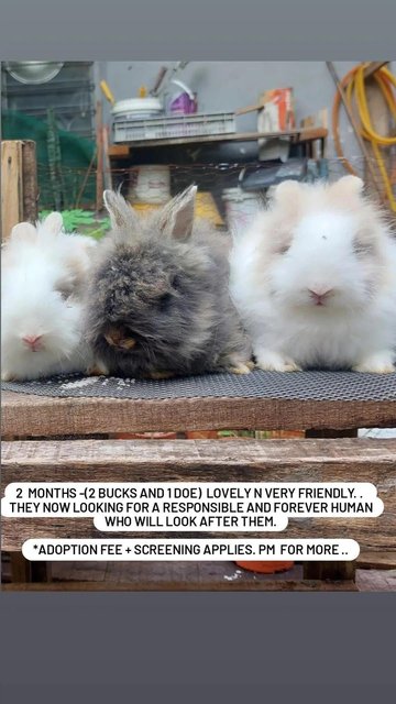 Mix Teddybunny - Lionhead + Angora Rabbit Rabbit