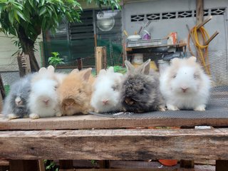 Mix Teddybunny - Lionhead + Angora Rabbit Rabbit