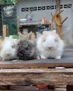 Mix Teddybunny - Lionhead + Angora Rabbit Rabbit