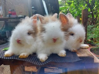 Mix Teddybunny - Lionhead + Angora Rabbit Rabbit