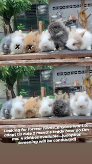 Mix Teddybunny - Lionhead + Angora Rabbit Rabbit