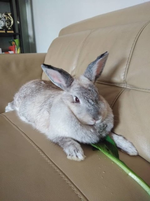 Bello (Belly) - Netherland Dwarf + Mini Rex Rabbit