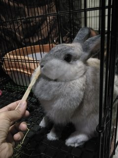 NOM sweet bamboo sticks!