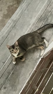 Very Fit Ticked Tabby - Domestic Short Hair + Tabby Cat