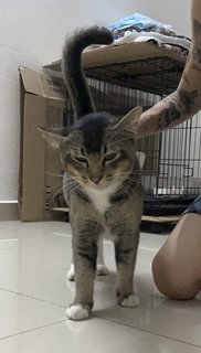 Very Fit Ticked Tabby - Domestic Short Hair + Tabby Cat