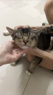 Very Fit Ticked Tabby - Domestic Short Hair + Tabby Cat