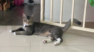 Very Fit Ticked Tabby - Domestic Short Hair + Tabby Cat