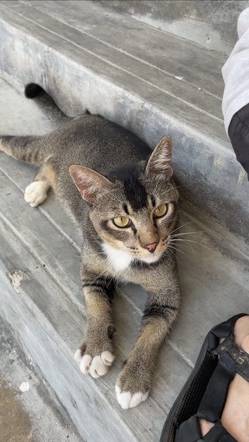 Very Fit Ticked Tabby - Domestic Short Hair + Tabby Cat