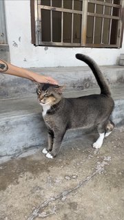 Very Fit Ticked Tabby - Domestic Short Hair + Tabby Cat