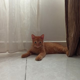 Ritchie - Domestic Medium Hair Cat