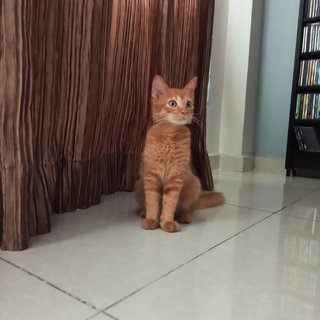 Ritchie - Domestic Medium Hair Cat