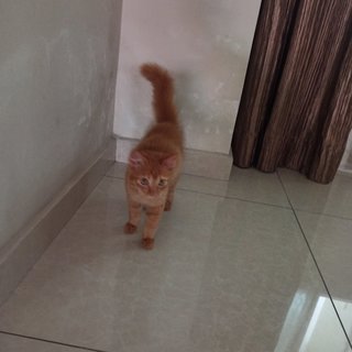 Ritchie - Domestic Medium Hair Cat