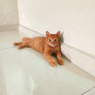 Ritchie - Domestic Medium Hair Cat