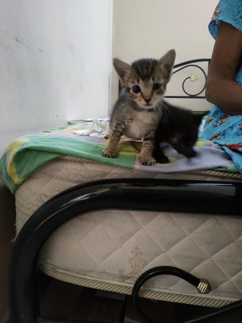 Kitten Siblings (Penang) - Domestic Short Hair Cat